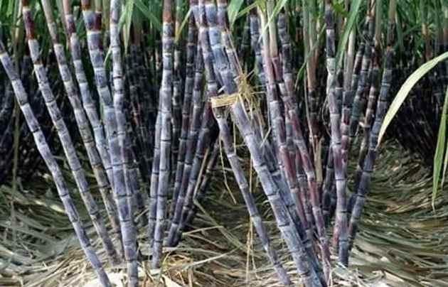 建造甘蔗保鮮冷庫(kù)價(jià)格多少錢 建造甘蔗保鮮冷庫(kù)價(jià)格多少錢