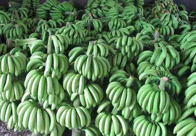 安裝香蕉催熟冷庫價格多少錢 安裝香蕉催熟冷庫價格多少錢